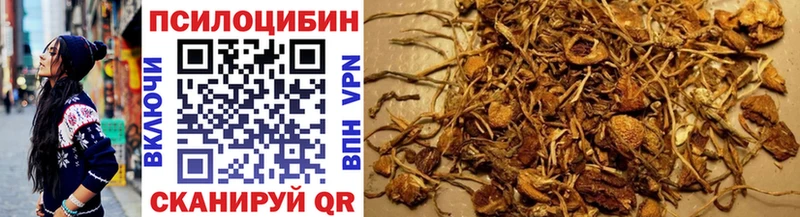 Галлюциногенные грибы Psilocybine cubensis  где купить   Луга 
